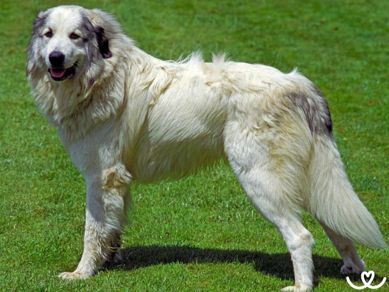 Plemeno-pyrenejsky-horsky-pes (1)